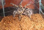 Grammostola aureostriata . L-5