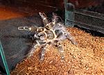 L-5    Grammostola aureostriata .23 2010 . .
