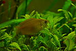  Colisa chuna