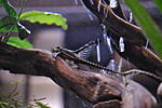 Sturisoma panamense