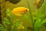  Colisa chuna gold
