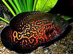 Astronotus