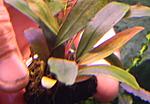 Cupper Leaf Melavi