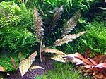 Cryptocoryne striolata 