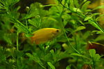  Colisa chuna gold