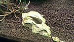 Sewellia lionelata