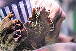 Hypancistrus Mega Clown L340