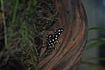 Hypancistrus L201