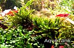 Climacium japonicum.  08