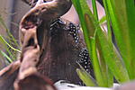 Hypancistrus L201     Hypancistrus L046