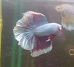 IMG 20150629 183606 1