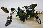 IMG 7506