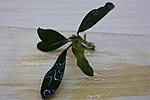 Bucephalandra sp. Aurora, Melawi  ?