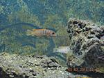 DSCN45451 
labidochromis hongi sweden