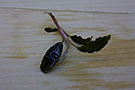 IMG 7487