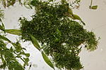 IMG 7807