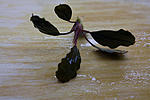 Bucephalandra sp. Tneia  3  ?