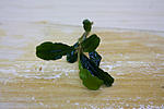 Bucephalandra sp. Sintang 2006