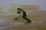 Bucephalandra sp. Enae Red ?