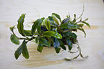 ucephalandra sp.Shine Blue