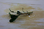 Bucephalandra sp. Sintang 2006