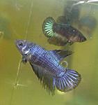 IMG 20150629 205034 1