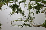 IMG 7803