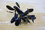 Bucephalandra sp. Blue Cantipide ?