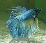 IMG 20150629 212051 1
