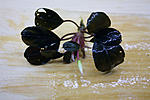 Bucephalandra sp. Tneia  3  ?