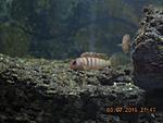 DSCN45191 
labidochromis hongi sweden
