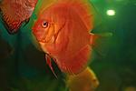 ALBINO RED COVER6