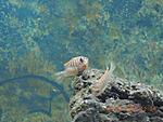 DSCN45331 
labidochromis hongi sweden