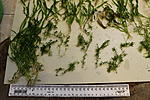 IMG 7800