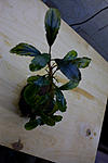 Bucephalandra sp. Copper Leaf