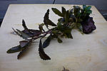 Bucephalandra sp. Copper Leaf