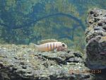 DSCN45351 
labidochromis hongi sweden
