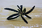 Bucephalandra sp. Velvet Leaf