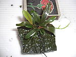 Motleyana Rot Braun narrow