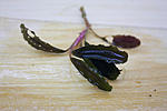 IMG 7518