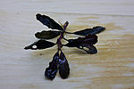 Bucephalandra sp. Dark Nancisus Enae Red  ?