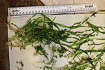 IMG 7801