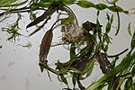 IMG 7805