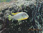DSCN45401 
labidochromis  hongi red top