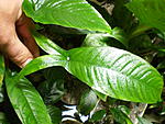 P5223835