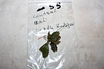 Bucephalandra sp. Central Cali, North Kudagan