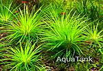 Eriocaulon sp. Moto Grosso  01