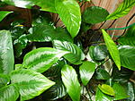 P5123782