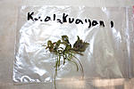 Bucephalandra sp. Kualakuayan 1