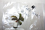 IMG 7564